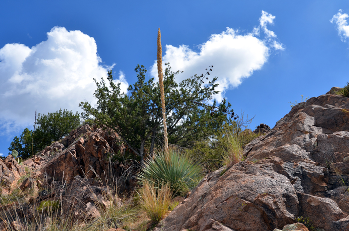 Sotol or Desert Spoon grows in open rocky hillsides in the southwestern United States in AZ, NM and TX at elevations between 4,000 and 6,000 feet. Sotol is often a dominate plant where found. Dasylirion wheeleri 